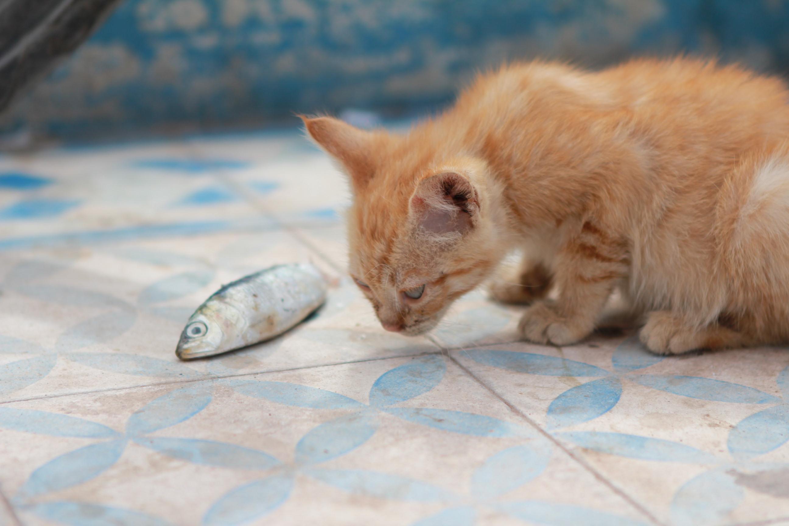 Gambar Kartun Kucing Makan Ikan Bilik Wallpaper
